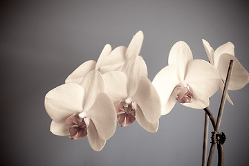 Image showing orchid