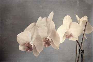 Image showing orchid