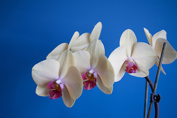 Image showing orchid