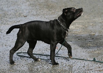 Image showing Attentive puppy