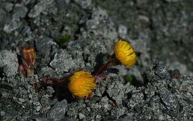 Image showing Coltsfoot