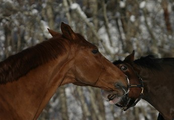 Image showing Horses playing