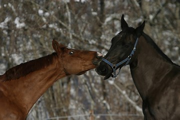 Image showing Horses playing