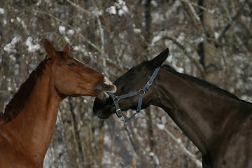 Image showing Horses playing