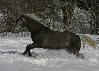Image showing Horse running in snow