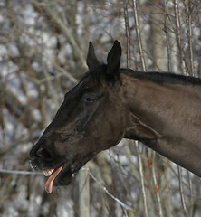 Image showing Horse sticking its tongue out