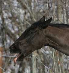 Image showing Horse making grimace