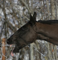 Image showing Horse making grimace