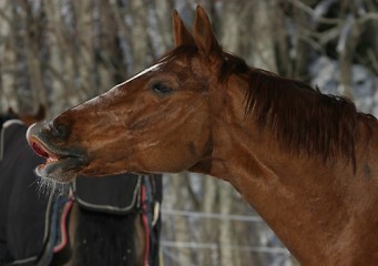 Image showing Horse smelling