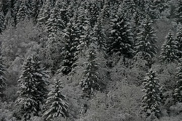 Image showing Winter forest