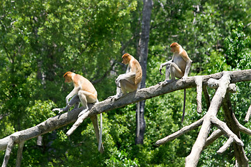 Image showing Proboscis monkeys 