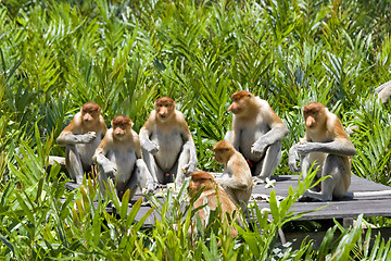 Image showing Proboscis monkeys 