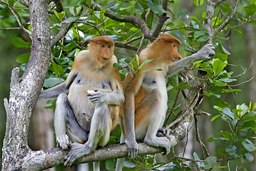 Image showing Proboscis monkeys 