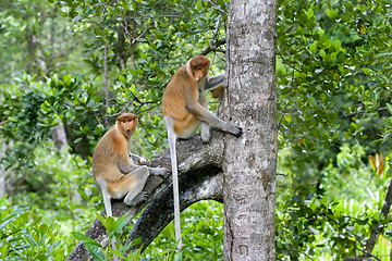 Image showing Proboscis monkeys