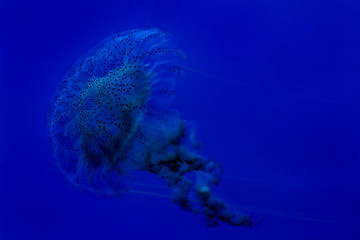 Image showing Jellyfish