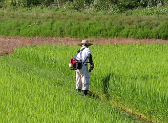 Image showing Man working in the rice field