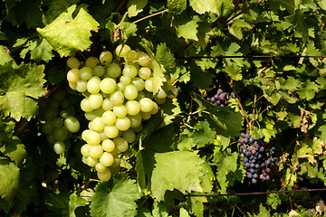 Image showing white grapes ready for harvesting