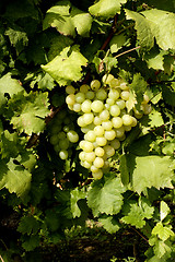 Image showing white grapes ready for harvesting