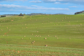 Image showing sheep in the field