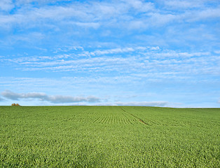 Image showing lush green grass