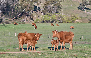 Image showing cows in the field