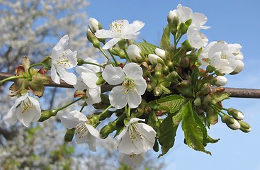 Image showing fruit tree with flowers