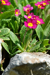 Image showing Spring flowers