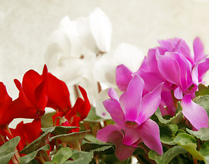 Image showing Cyclamen background