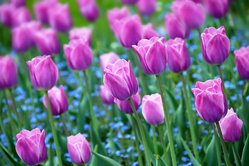 Image showing Purple tulips background