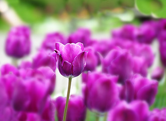 Image showing Purple tulips background