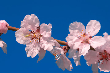 Image showing cherry plum tree flower