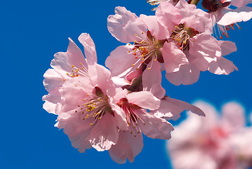 Image showing cherry plum flowers