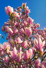 Image showing blooming magnolia tree in april