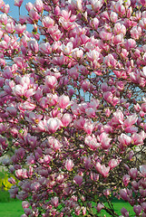 Image showing blooming magnolia tree in april