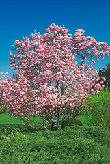 Image showing blooming magnolia tree in april