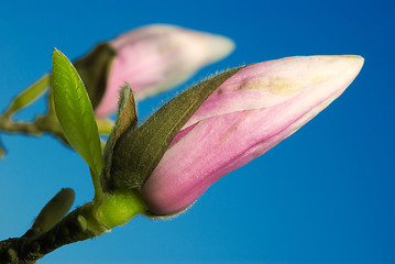 Image showing magnolia bud against blue sky