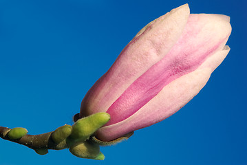 Image showing magnolia bud against blue sky