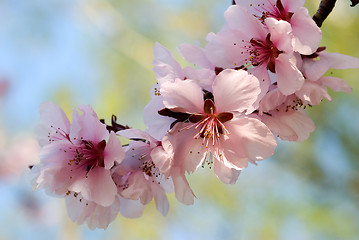 Image showing blooming cherry plum tree twig 