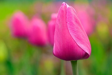 Image showing tulip bulb
