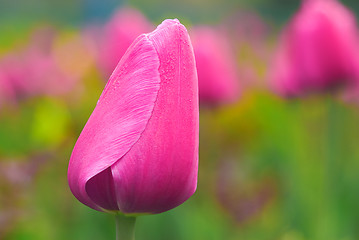 Image showing tulip bulb