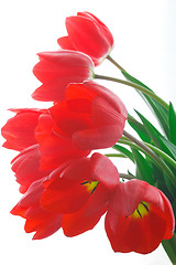 Image showing red tulips