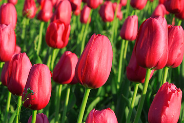 Image showing tulip field