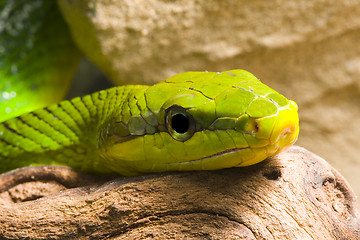 Image showing Red Tailed Racer