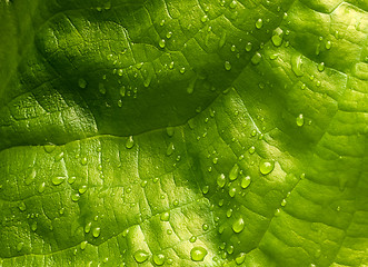 Image showing Bog Plant Leaf