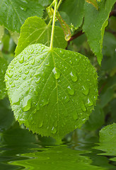 Image showing raindrops on lime-tree leaves