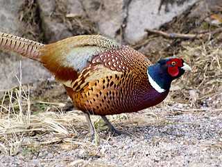 Image showing Pheasant