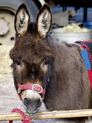 Image showing Donkey