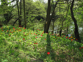 Image showing Allotment at springtime