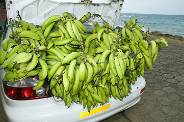 Image showing plantain bananas trunk of car corn island nicaragua