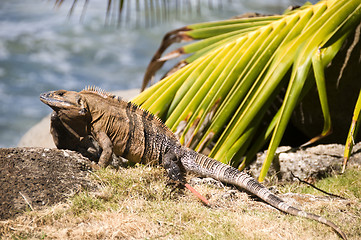 Image showing iguana rocks by beach central america